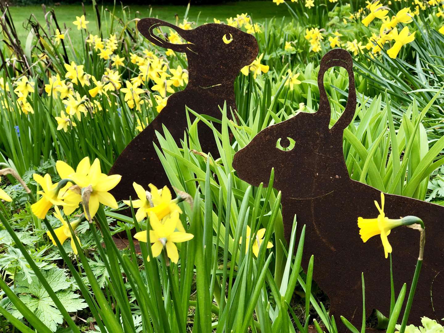 Find the bunnies at Great Comp Garden. Picture: Vikki Rimmer