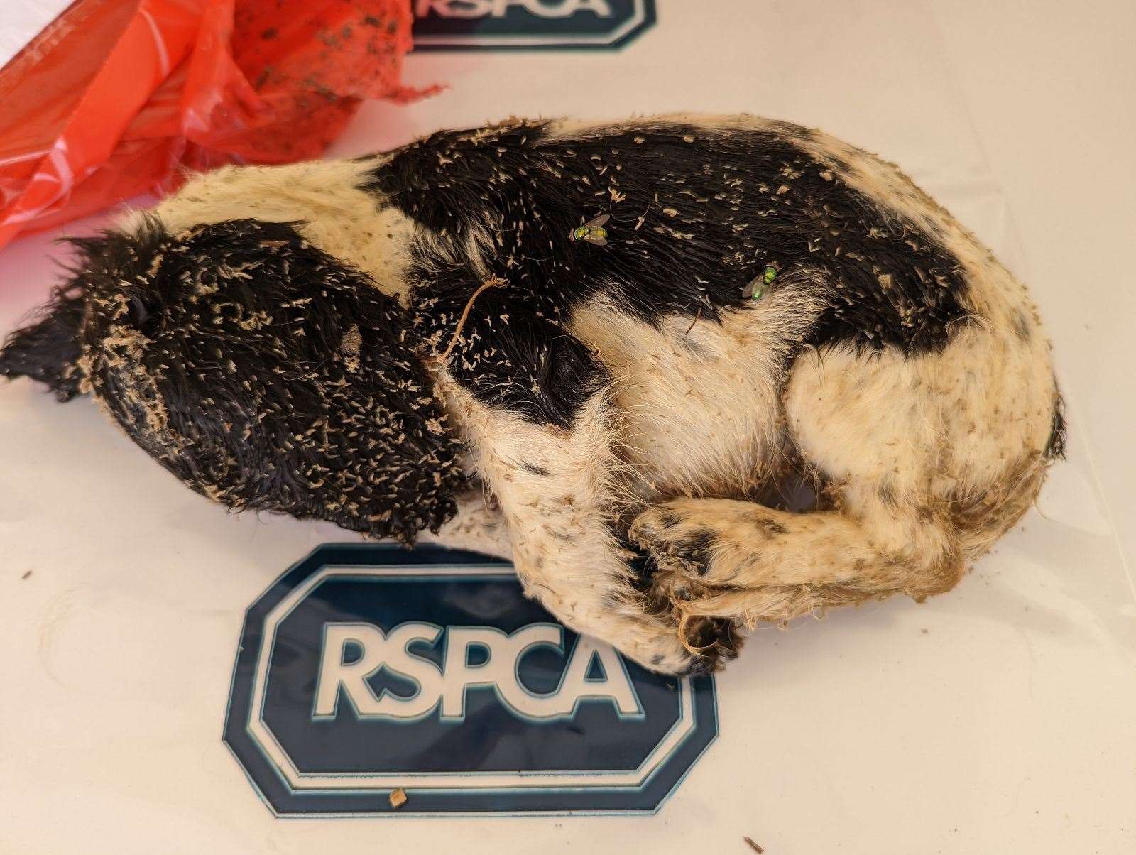 Two dead puppies were found near Warren Nature Reserve in Hartlip. Picture: RSPCA (58918180)