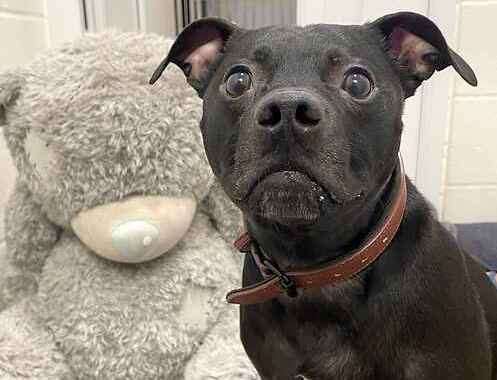 Max the staffie. Picture: Last Chance Animal Rescue