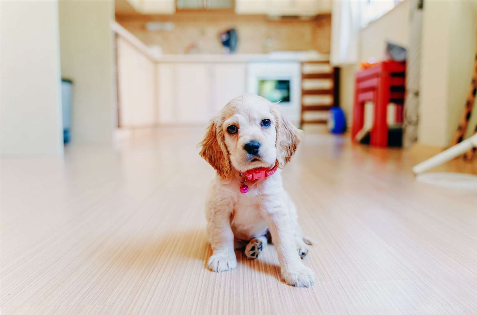 Potential owners should establish whether the person selling the dog bred it. Image: iStock.