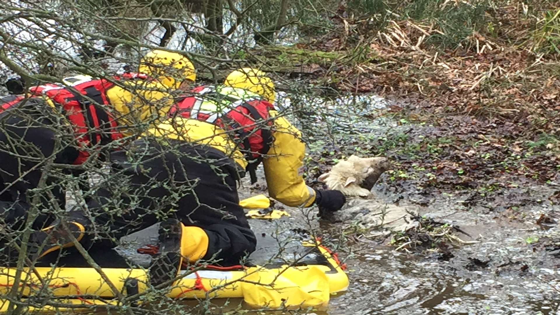 Fire crews reach the stranded sheep on inflatables