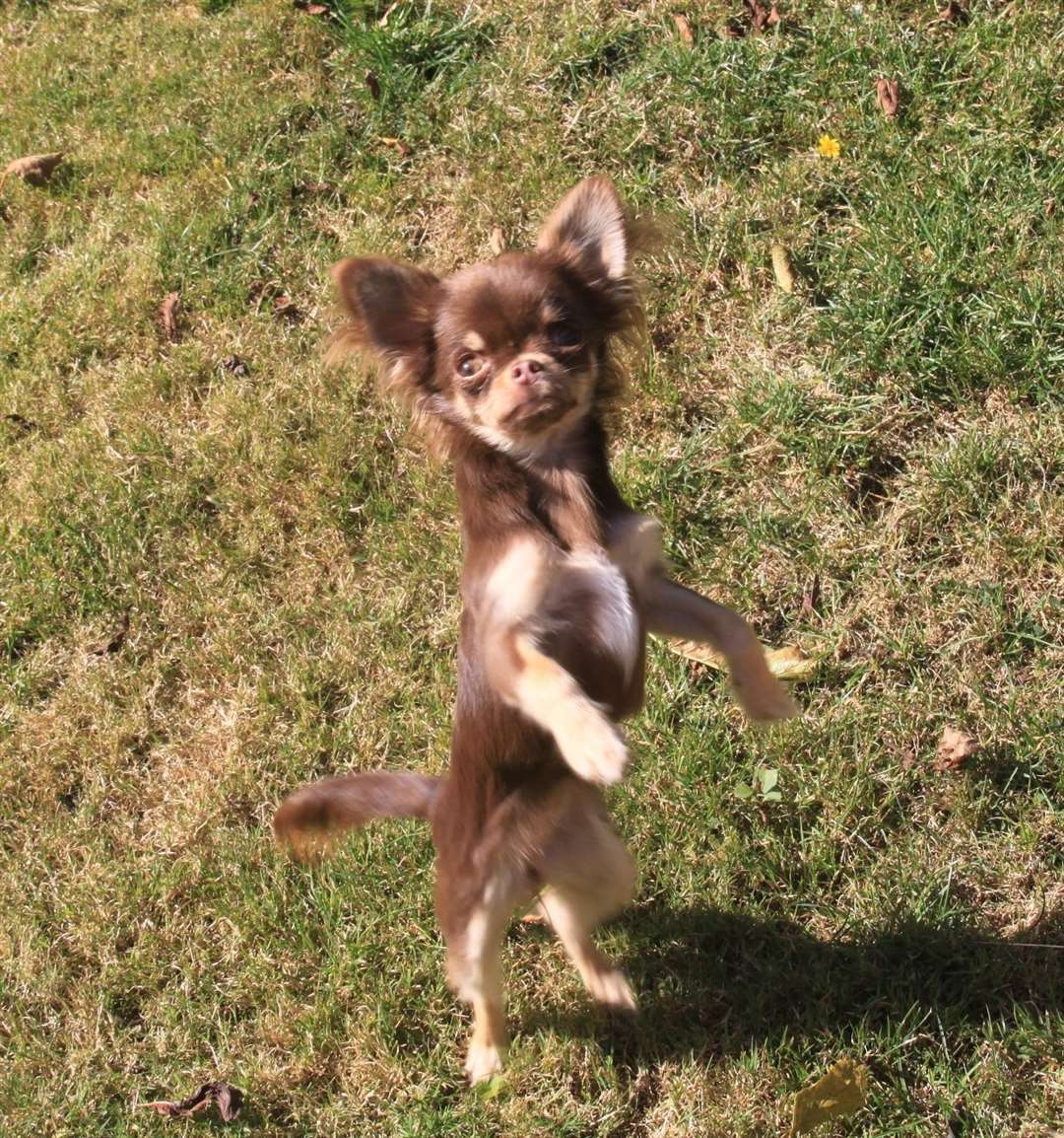 Schuko playing in the garden