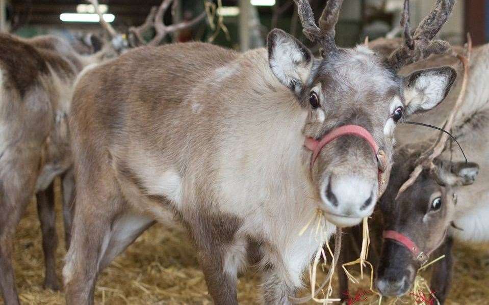 This year, why not surprise the kids with a trip to visit Father Christmas at The Reindeer Centre in Bethersden. Picture: Deryck Obray (21375559)