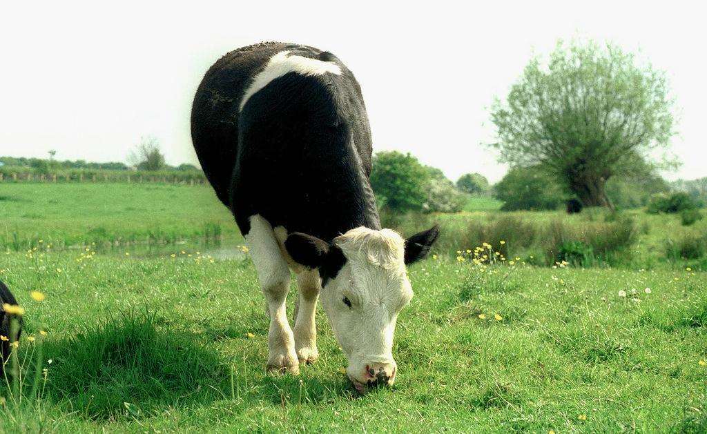 Cows could undergo trials of up to six months at the centre. Picture: Kevin Walsh