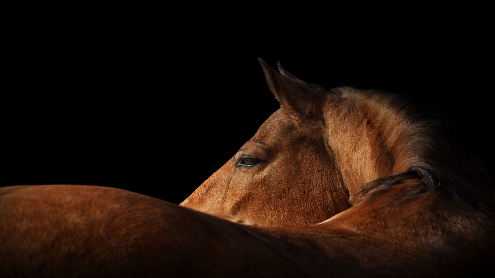 The horse was rescued from a ditch. Stock image