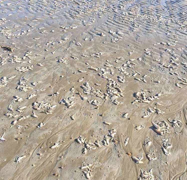 'Millions' of soft shell clams were found washed up on Littlestone beach, Romney Marsh, back in February following Storm Ciara. Picture: Dave Bowls