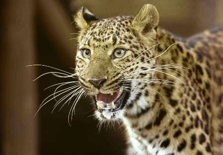 One of the North Chinese leopards settling in at Howletts Wild Animal Park