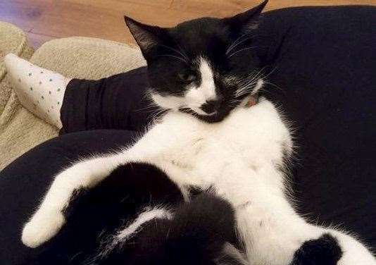 Marshall the 'Bolton Wanderer' cat who was found in Rochester, 250 miles from his home in Lancashire