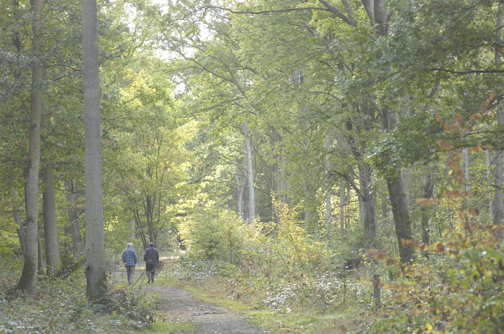 Dering Wood, Pluckley