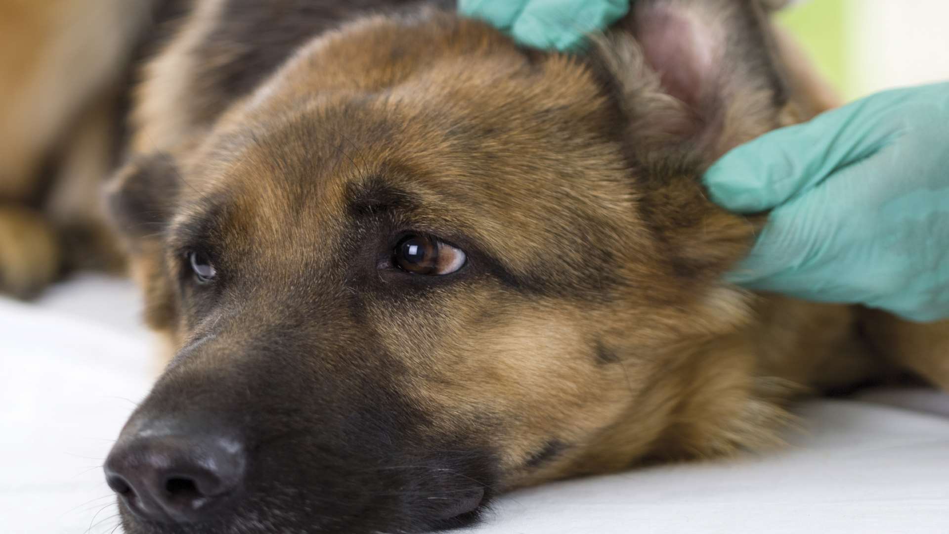 A German shepherd being treated by a vet