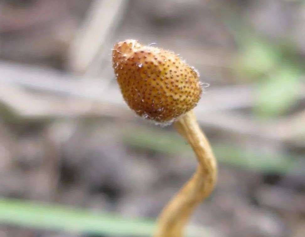 The fungus found in Margate inspired the hit show The Last of Us. Picture: Dane Valley Woods