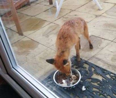 Scout the fox eating in Anne Belworthy's patio. Picture: Anne Belworthy