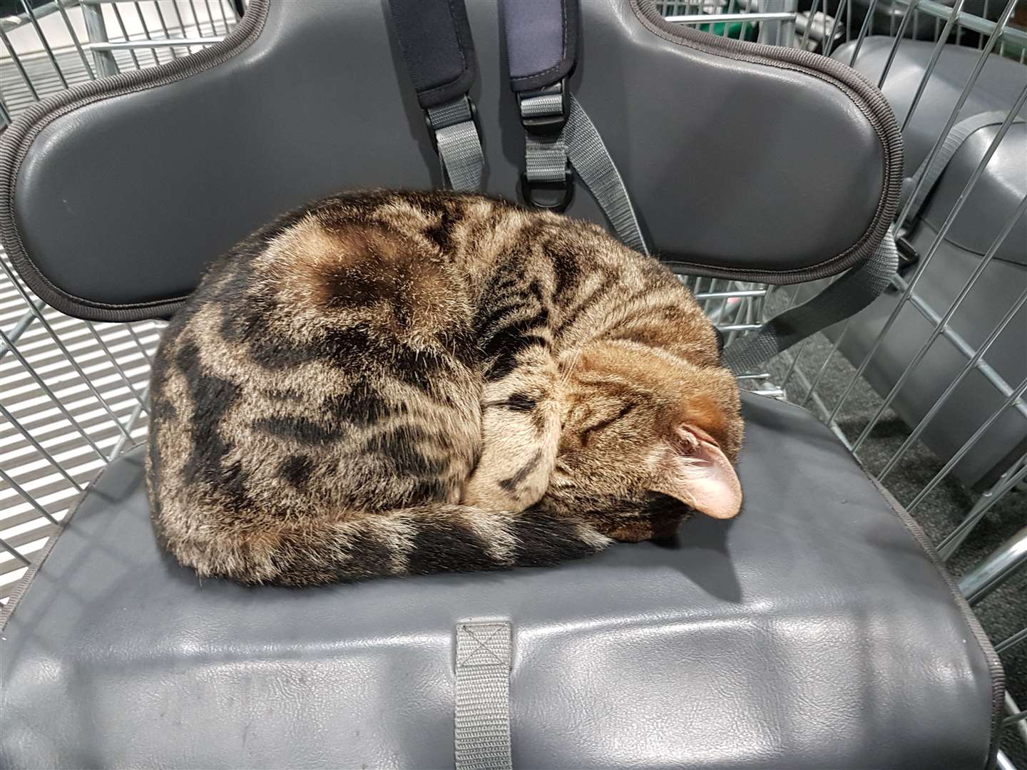 Tyson likes to lounge in the entrance of Ashford's Asda. (24366291)