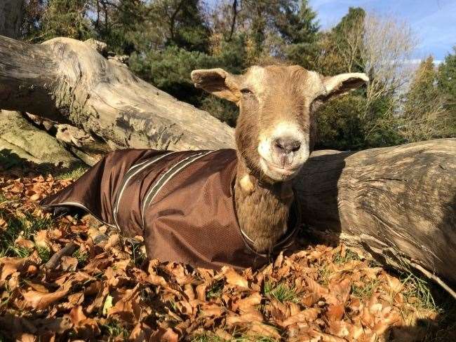 Belle was seriously burnt after a stable fire in Maidstone