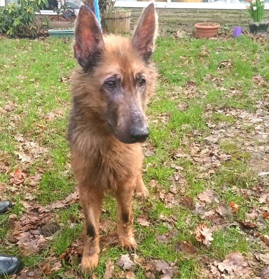 The seven-year-old been given the all clear by the vets. Picture: Swale Borough Council Stray Dog Service