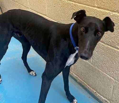 Leo the greyhound. Picture: Last Chance Animal Rescue