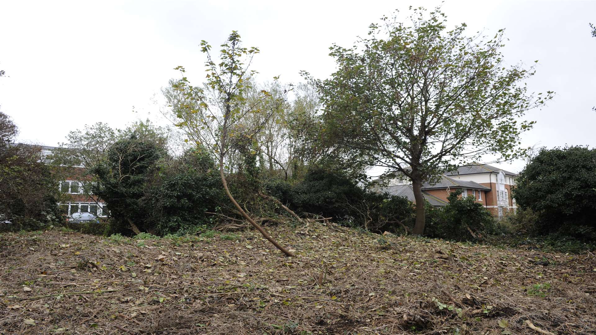 The owner is carrying out a 'staged' clearance of the island