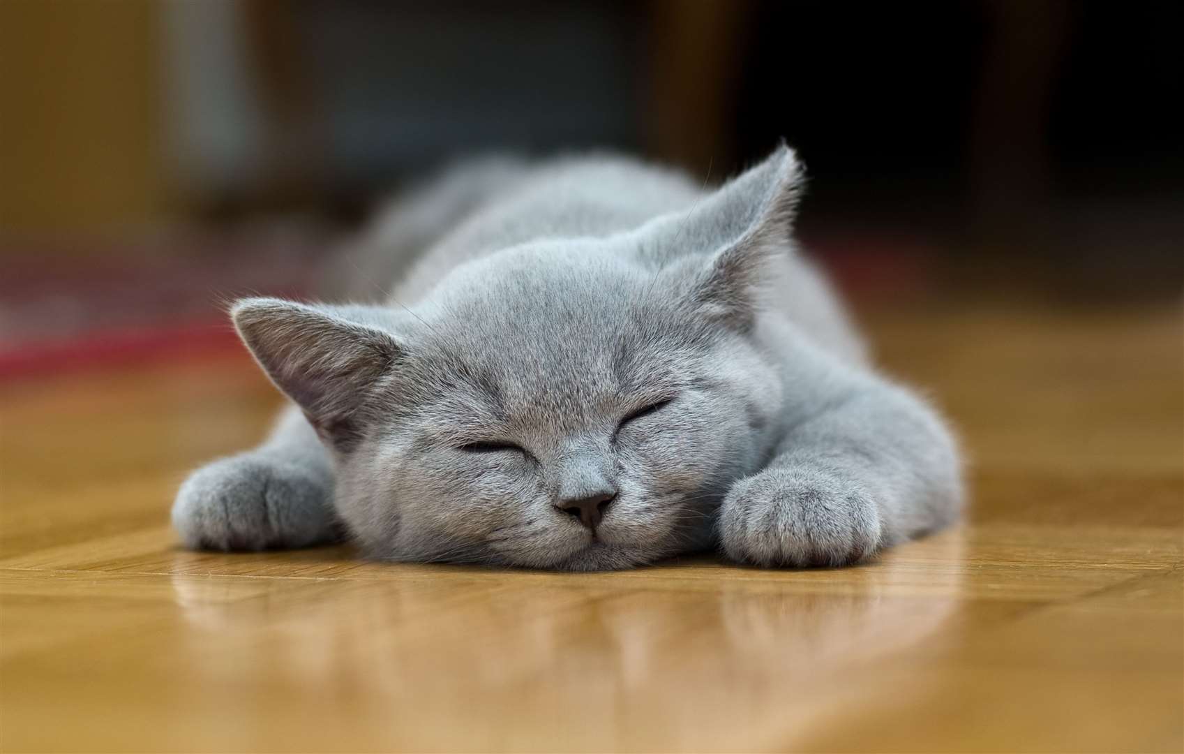 A cat, which Secret Thinker, would hate Stock picture