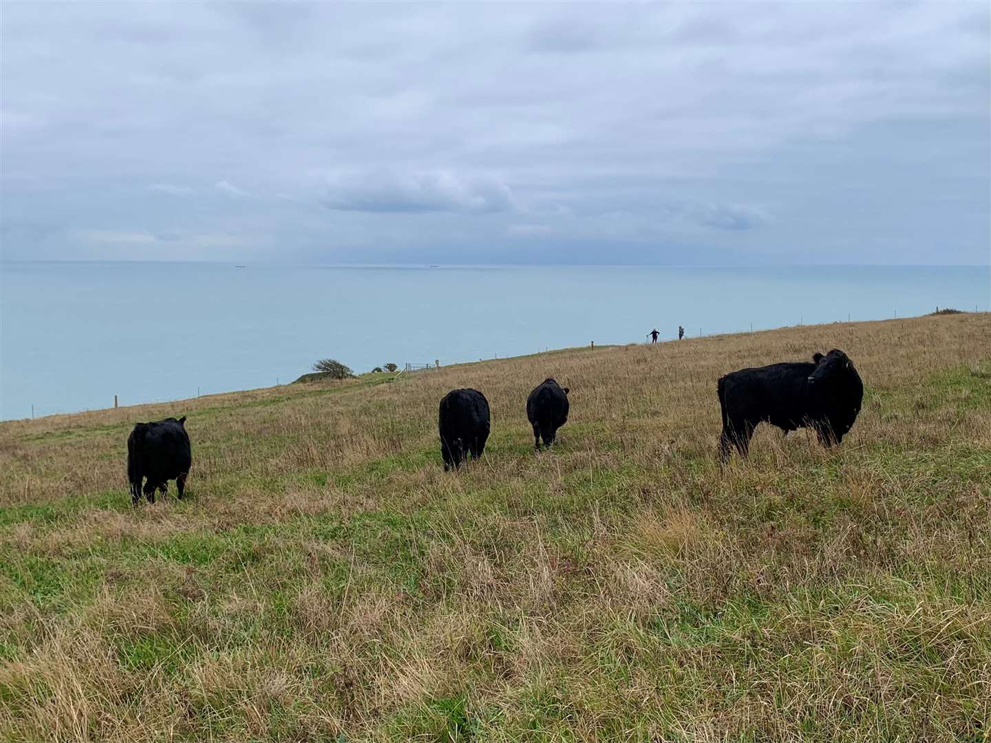 It is hoped Dexter cows will help biodiversity in the Harbledown area Picture: Colin Aldridge