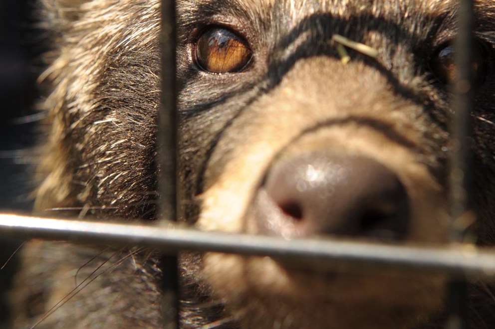 One of the raccoon dogs being cared for