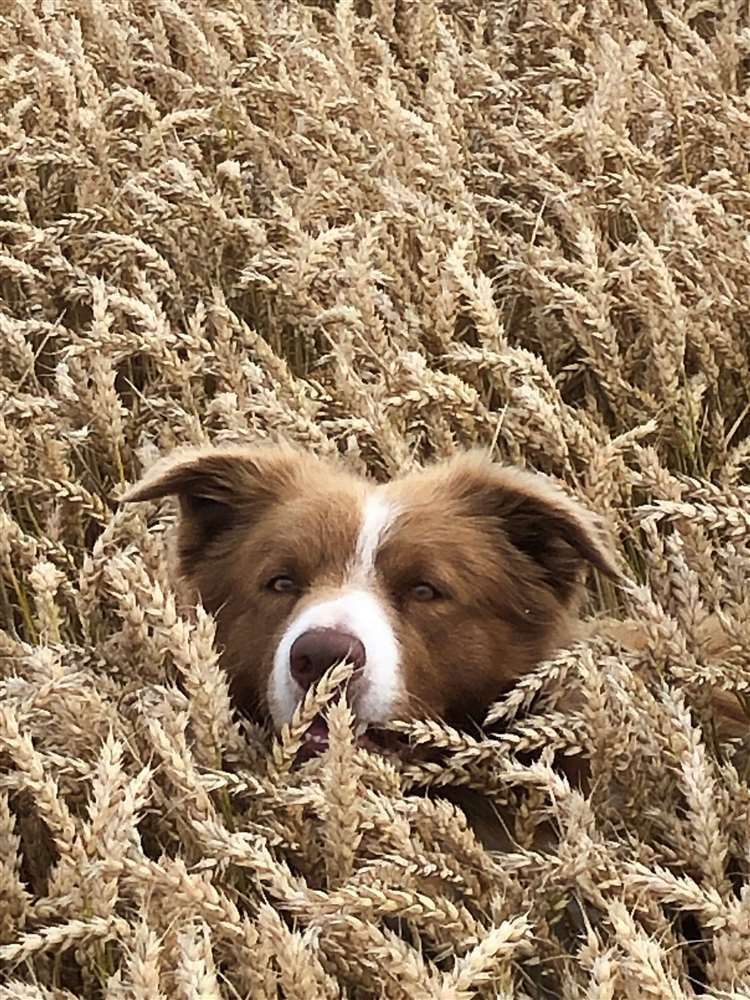 Taffy is a keen footballer