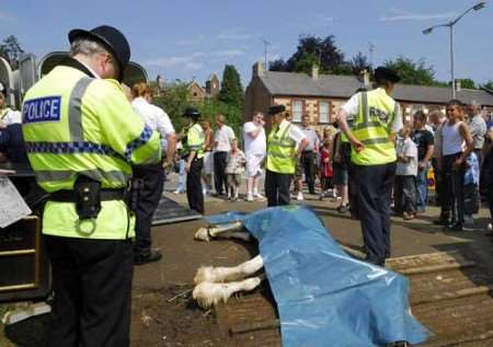 The horse's body is covered with a sheet after the incident