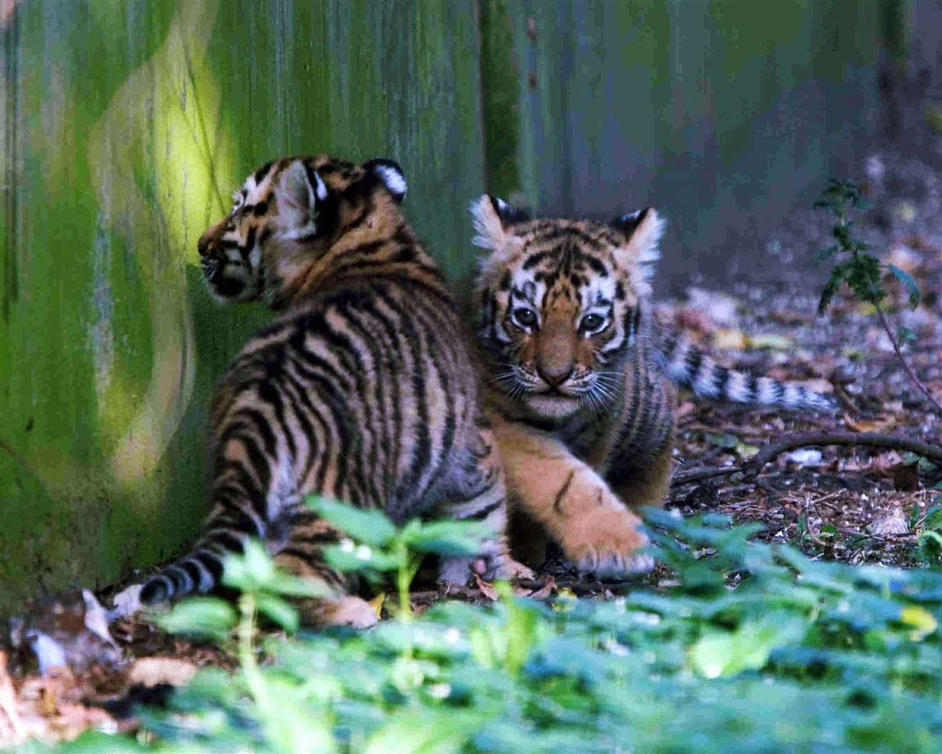 Three Siberian tiger cubs born at Howletts in 2008