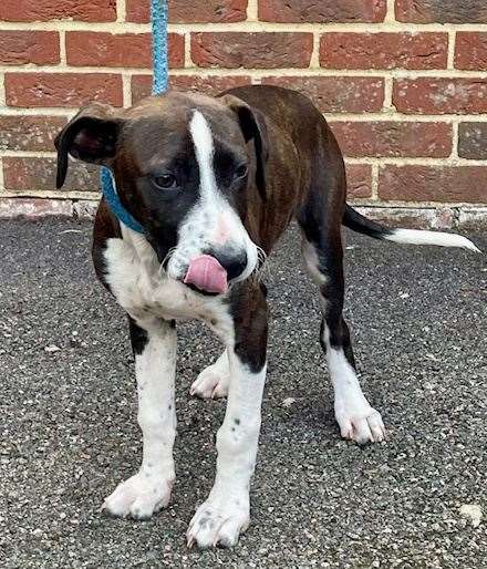 One of two young lurcher types in need of a home