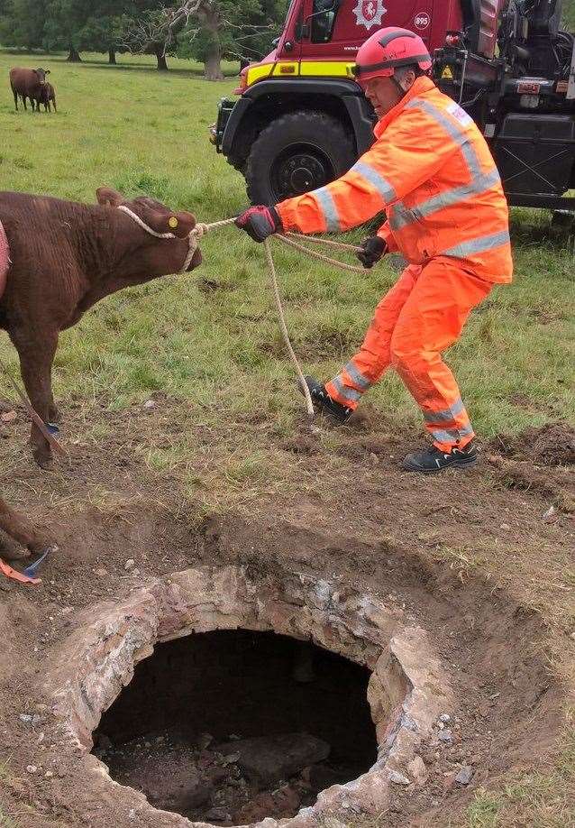 Firefighters hoisted a calf to safety from a hole in a field off Linton Hill. Picture: Kent Fire and Rescue Service