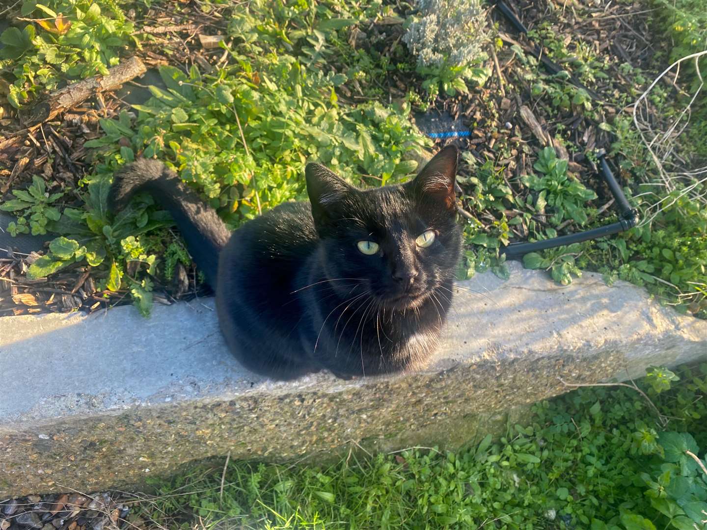 The reserve is apparently full of wildlife, but all we saw was this friendly moggy on the way out