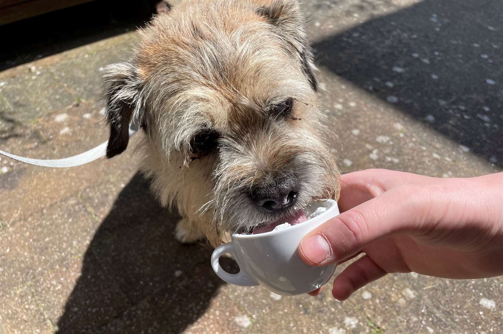 The “puppuccino” was definitely his favourite