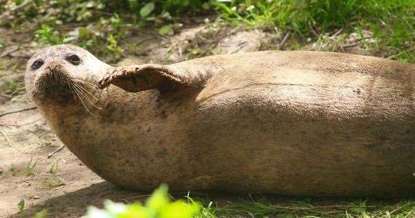 Photographer Jessica Swadling captured Bradley the seal chilling on the side of the River Medway on his extended stay in the town last year Picture: @JessicaSwadlingPhotography