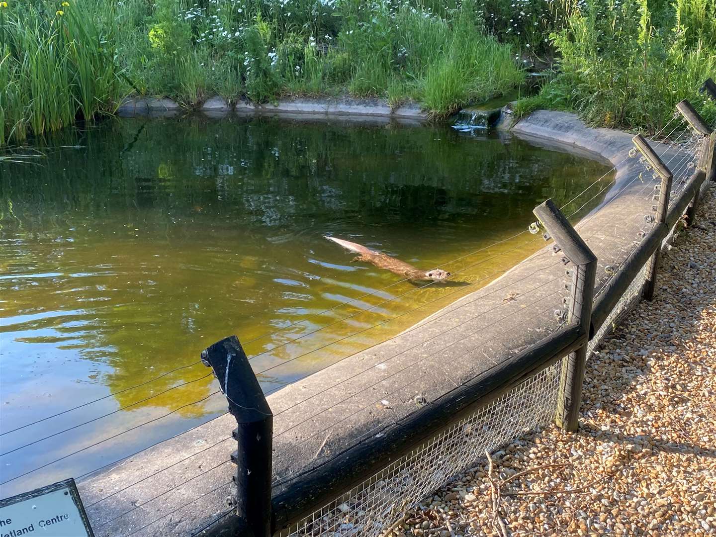 The otter enclosure at Wildwood