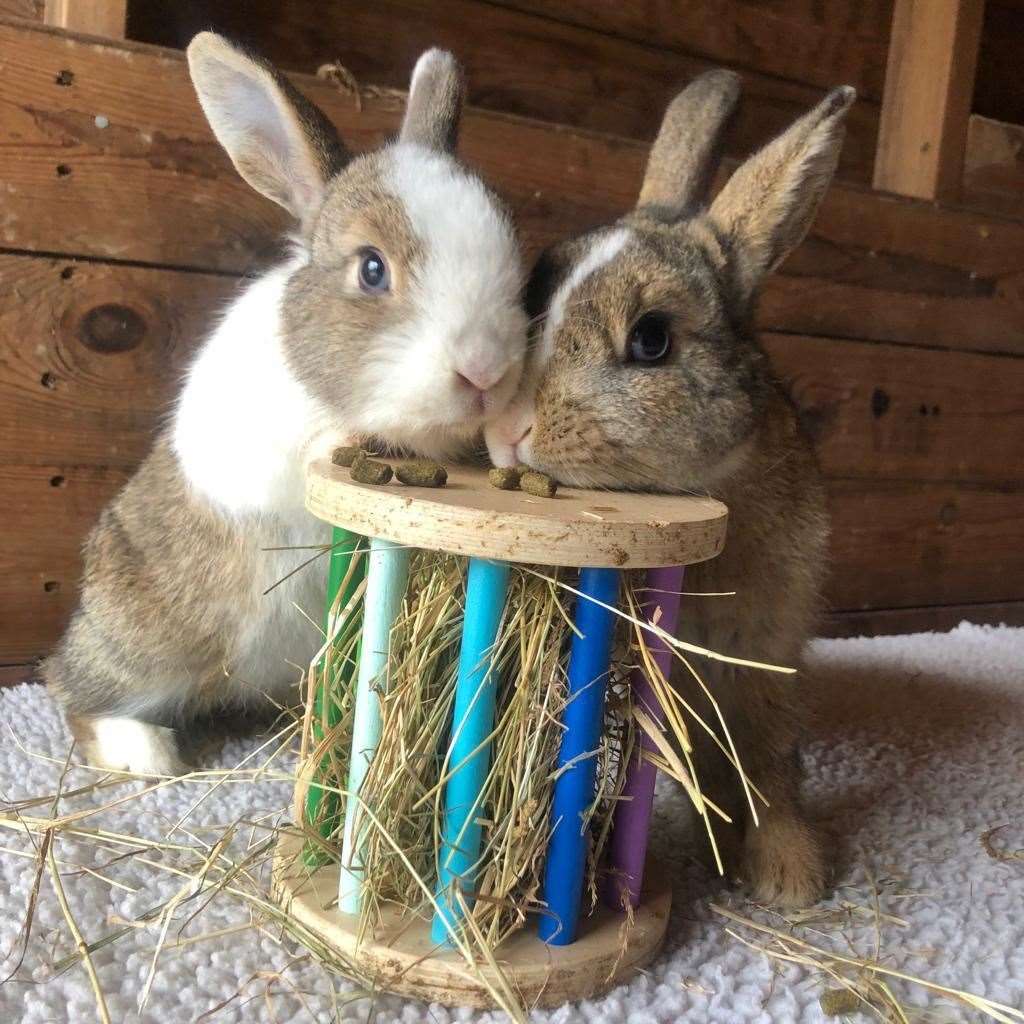 Eric and Ernie in their new home. Picture: Becky Blackmore