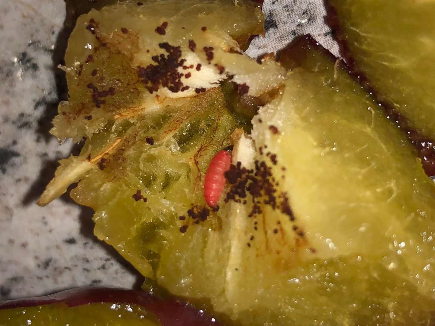 A maggot was found in an Aldi plum in Hythe. Photo: Rose Reece