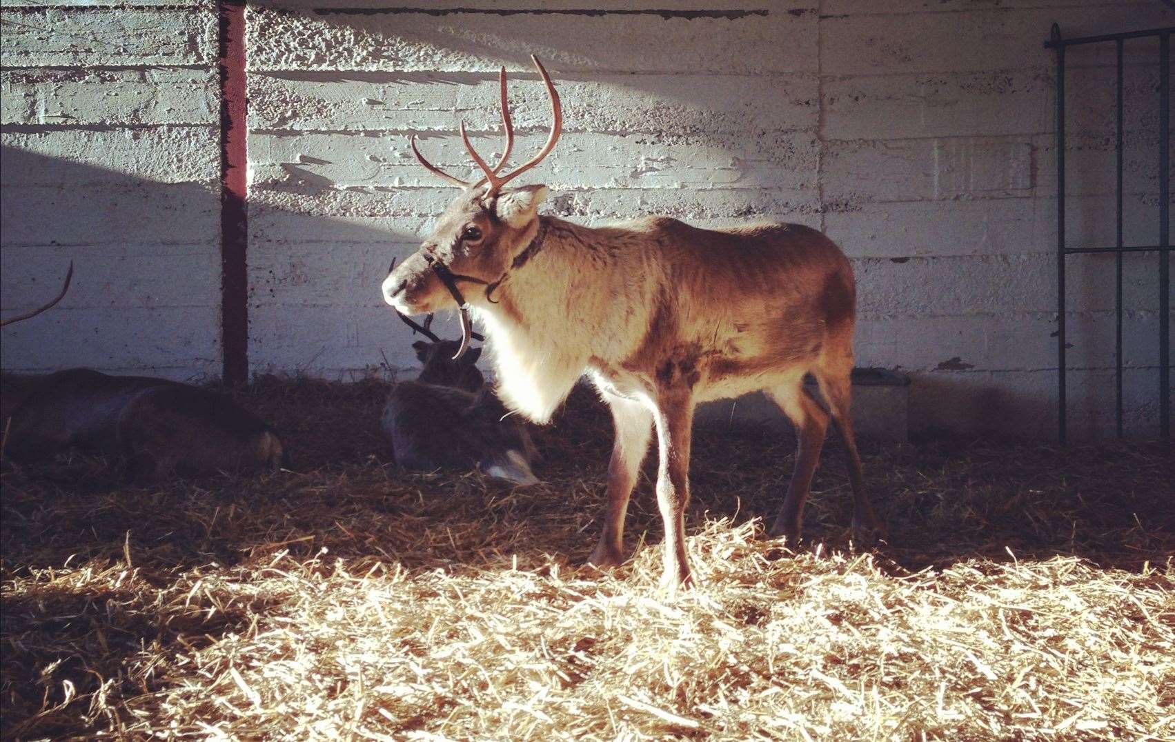 The large deer can be found at a number of places right here in Kent. Picture: iStock