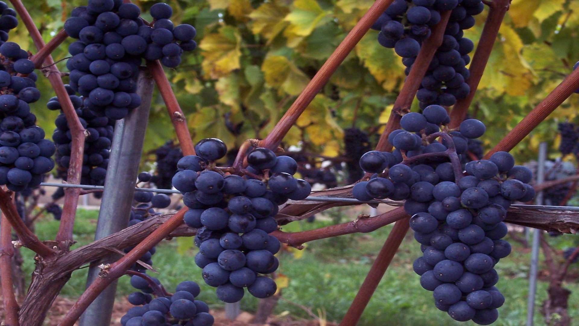 The UK’s first seedless grapes have been grown in East Malling. Picture: Asda