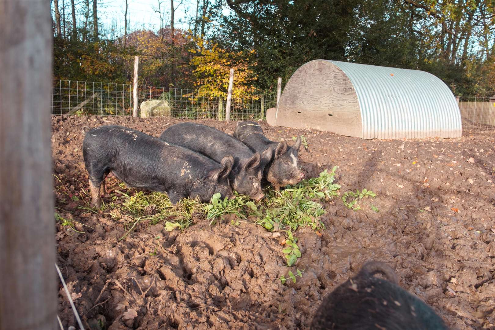 Chef Will Devlin's small holding where he grows the food for his restaurant. Picture: SWNS