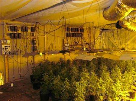 Police found more than 400 mature cannabis plants in a raid on a Rushenden warehouse this morning