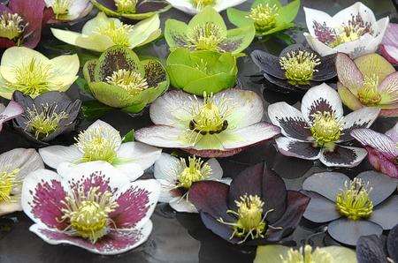 Hellebore display at Broad View Garden centre, Hadlow College