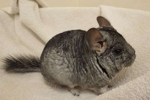 Paul the chinchilla