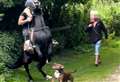 Shocking footage shows moment dog attacks horse