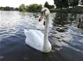 Two trapped swans on train tracks