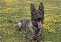 Police dog finds 'speeding driver' in woods