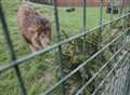 Old Christmas trees go to a good home - local lions