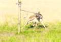 Deer rescued after getting tied to fence