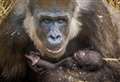 Gorilla born at wildlife park