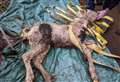 Foal 'left to die' under hedge