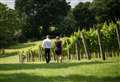 Cheers! Celebrate English Wine Week with these Kent vineyards