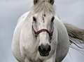 Heartbreak as 'neglected' horses found dead 